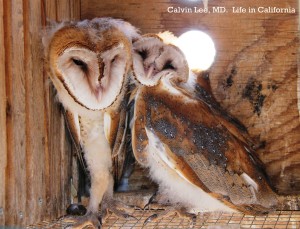 a barn owl IMG_9564 - Copy - Copy