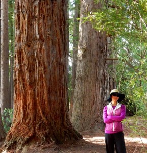 a big trees DSCN4126 - Copy