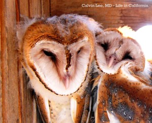 a close up owl IMG_9564 - Copy