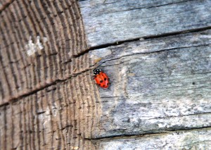 a lady bug IMG_9552 - Copy