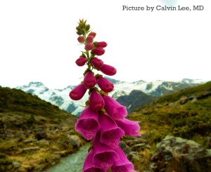 Heart Medicine comes from this plant.  I found this plant growing wild all by itself on the side of the mountain.