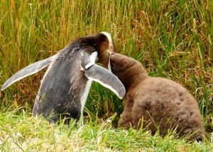 a penguin eating head of another DSCN3592 - Copy