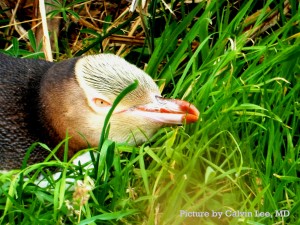 A rare bird - yellow eyed penguin.