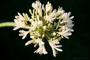 a agapanthus white IMG_5803 - Copy