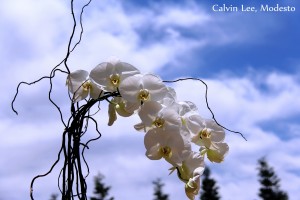 a orchid sky IMG_5710 - Copy - Copy