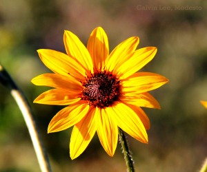 a sunflower facking the sun clearer center IMG_5763 - Copy - Copy